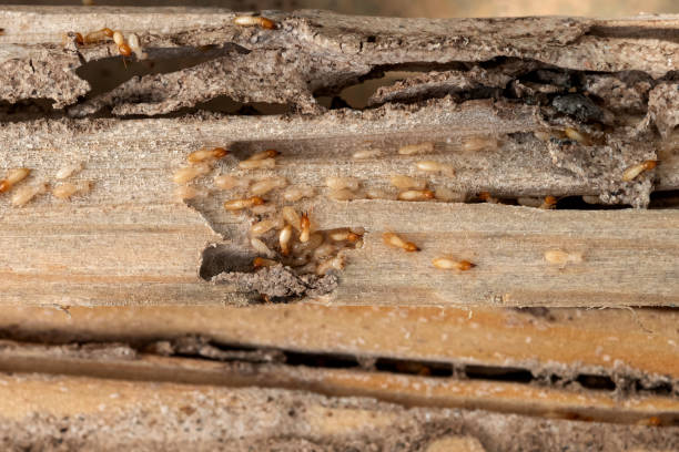 Flea Control Services in Canyonville, OR