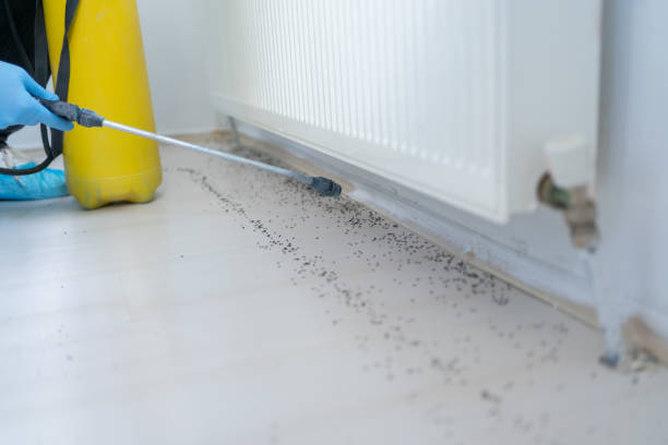 Best Pest Removal Services  in Canyonville, OR